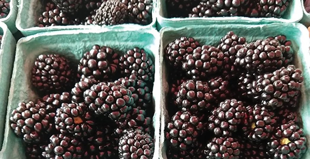 Courtesy Tremont Farmers Market