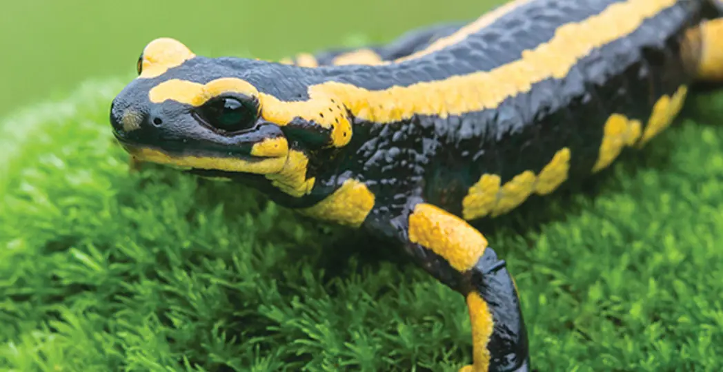 iStock Photo, Courtesy Ohio Department of Natural Resources