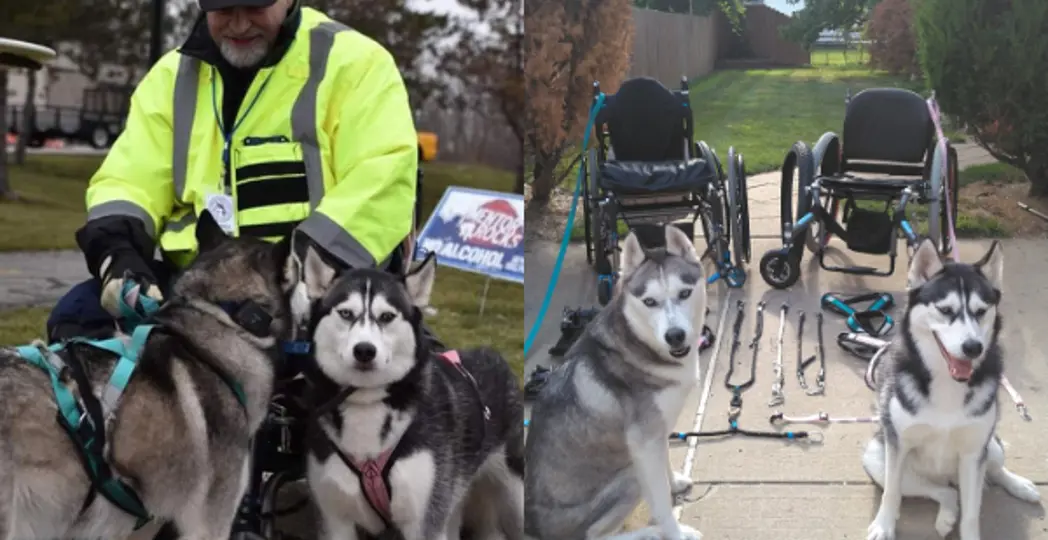 Courtesy Don Wheeler, Courtesy Greater Cleveland Siberian Husky Club