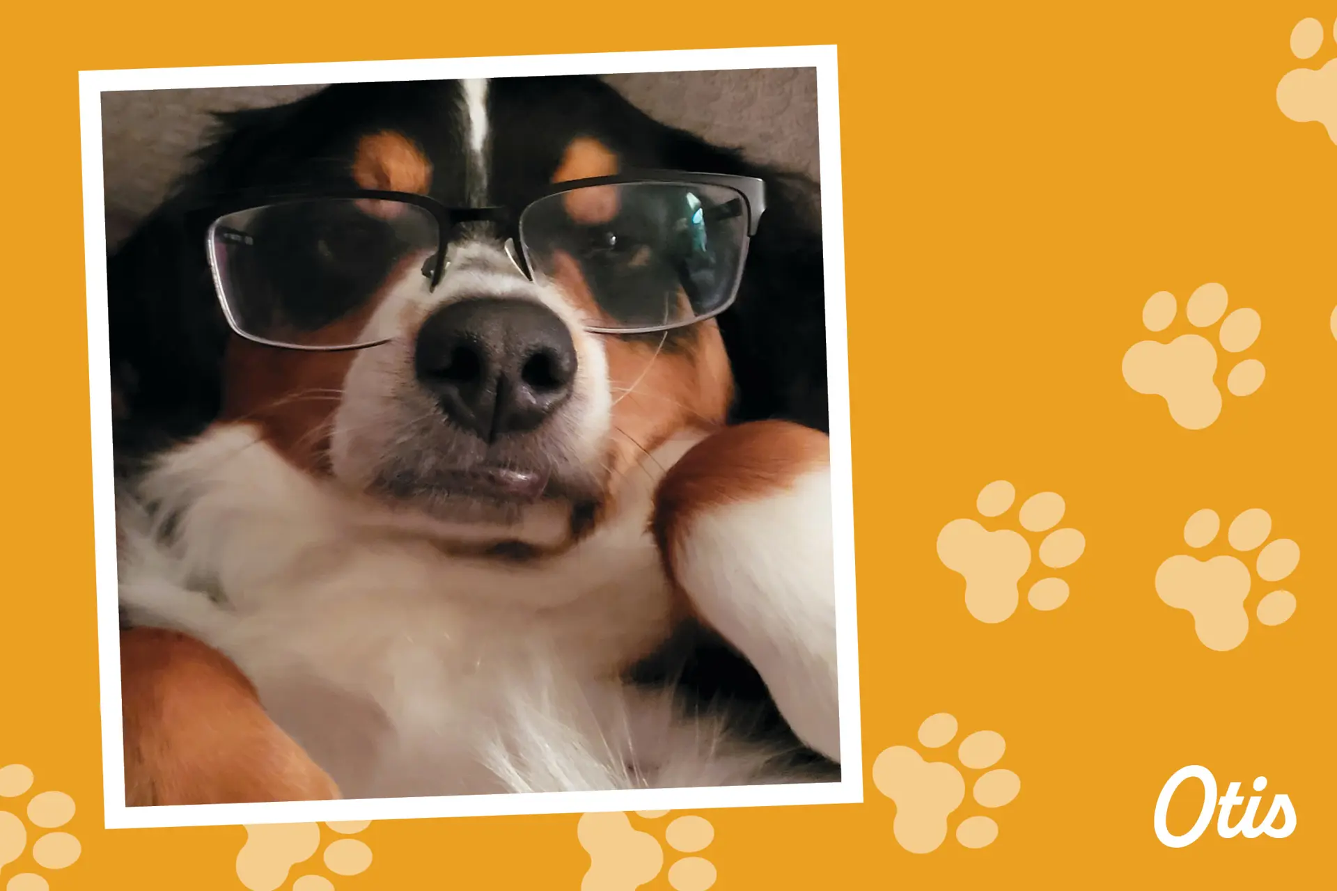 a dog