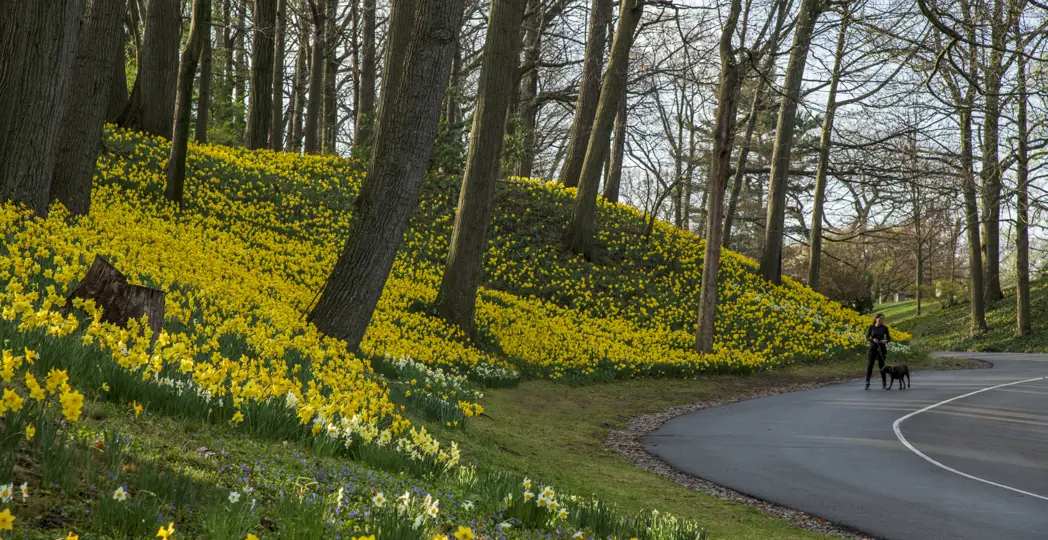 Daffodil Hill in previous years | Photo courtesy Lake View Cemetery