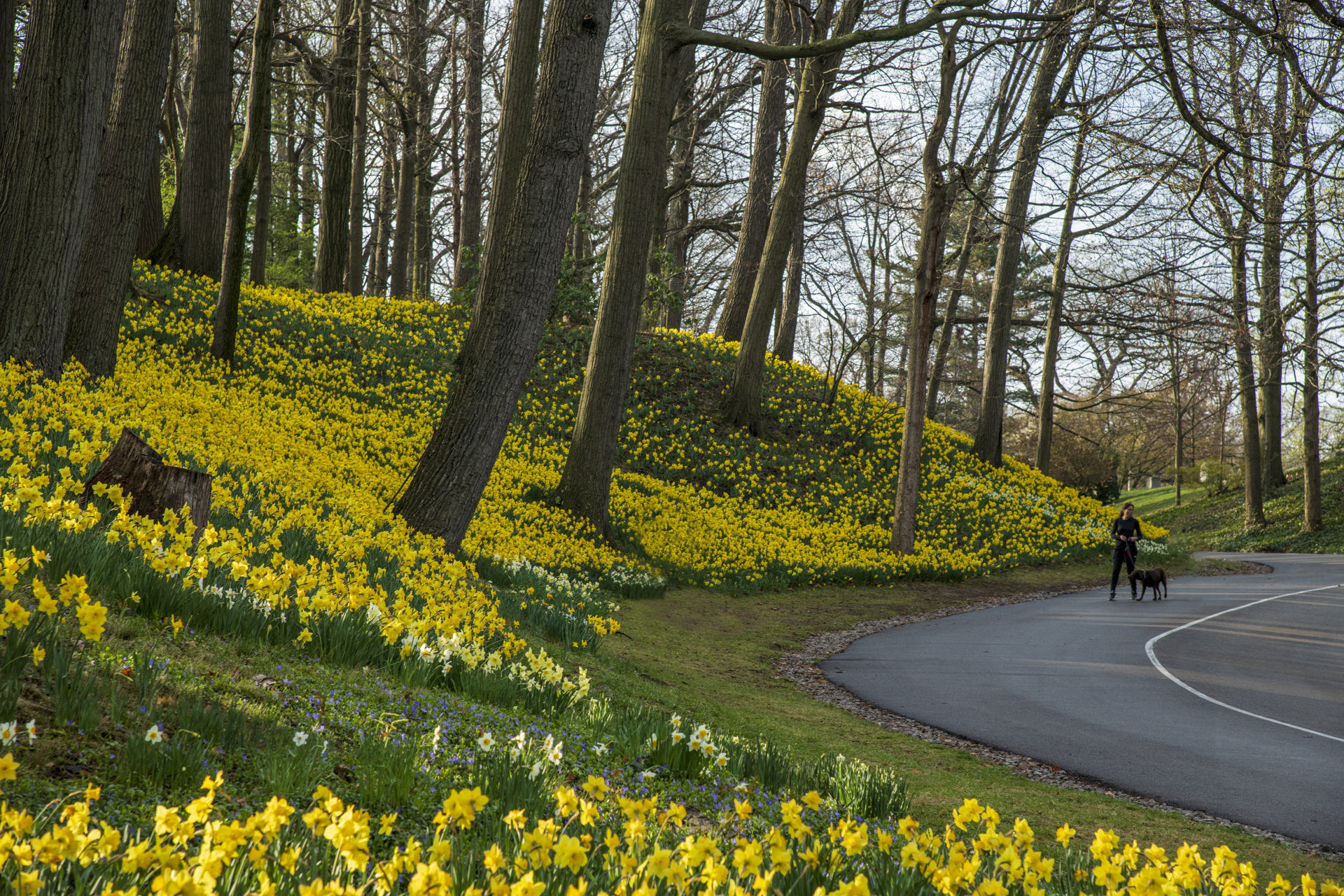 Daffodil Hill Will See Reduced Bloom This Spring