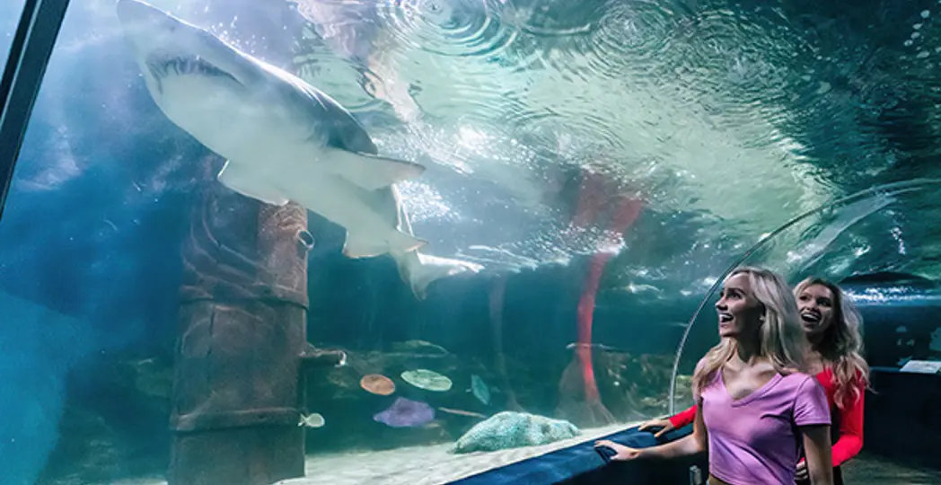 Courtesy Greater Cleveland Aquarium