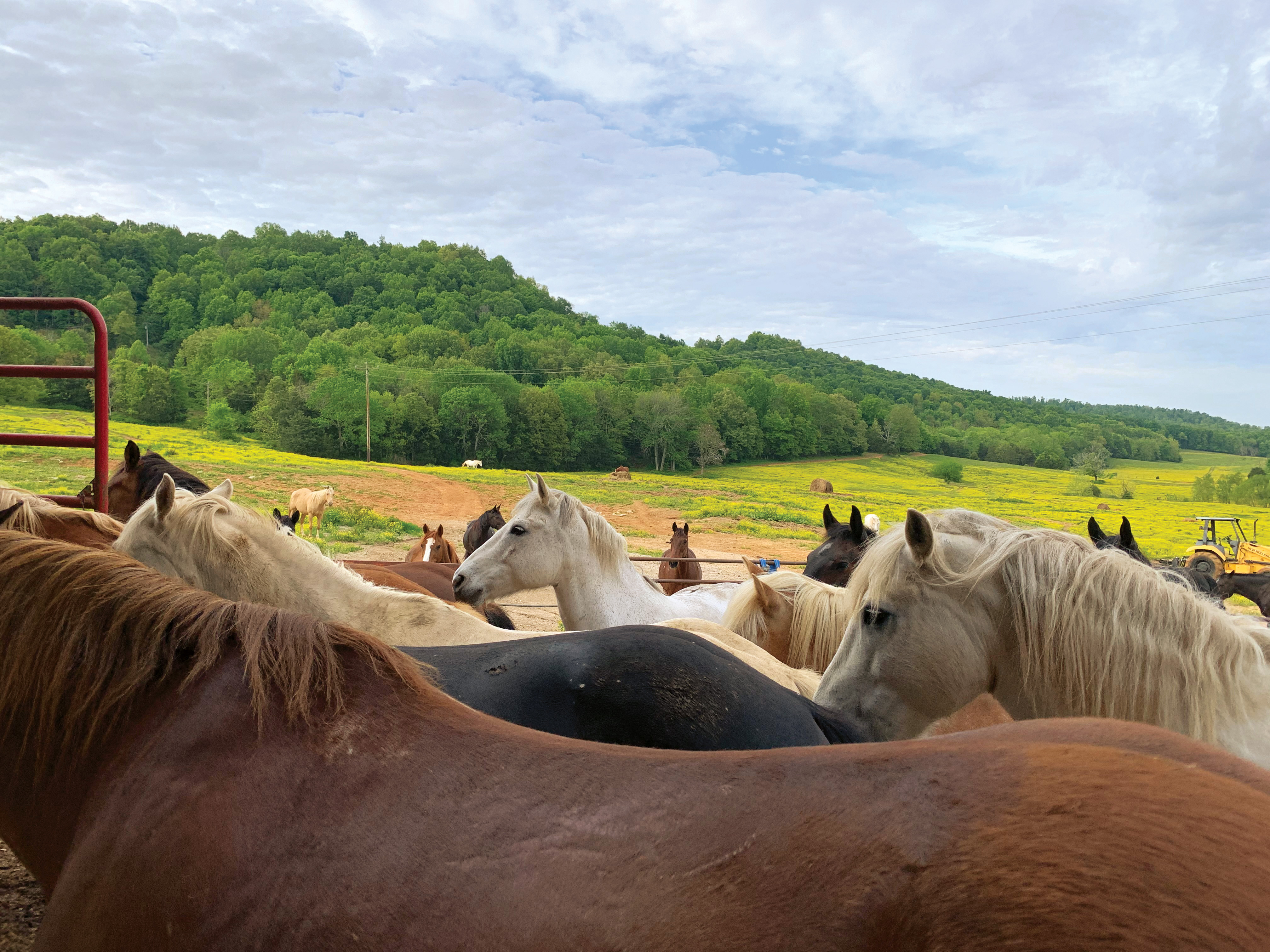 Jesse James Riding Stables in Cave City, Kentucky (photo courtesy of destination) Jesse James Riding Stables in Cave City, Kentucky (photo courtesy of destination)