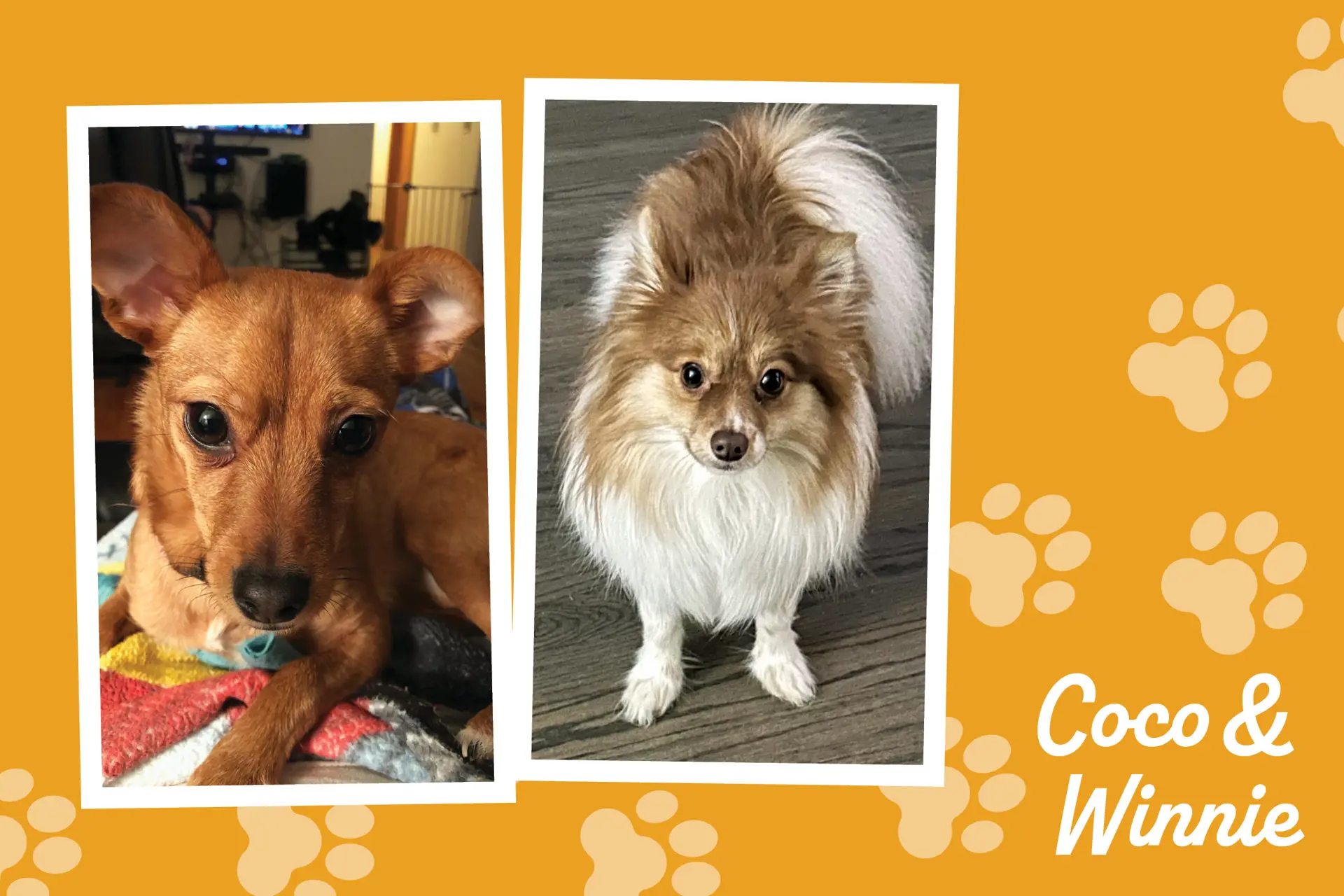 a collage with photos of two dogs