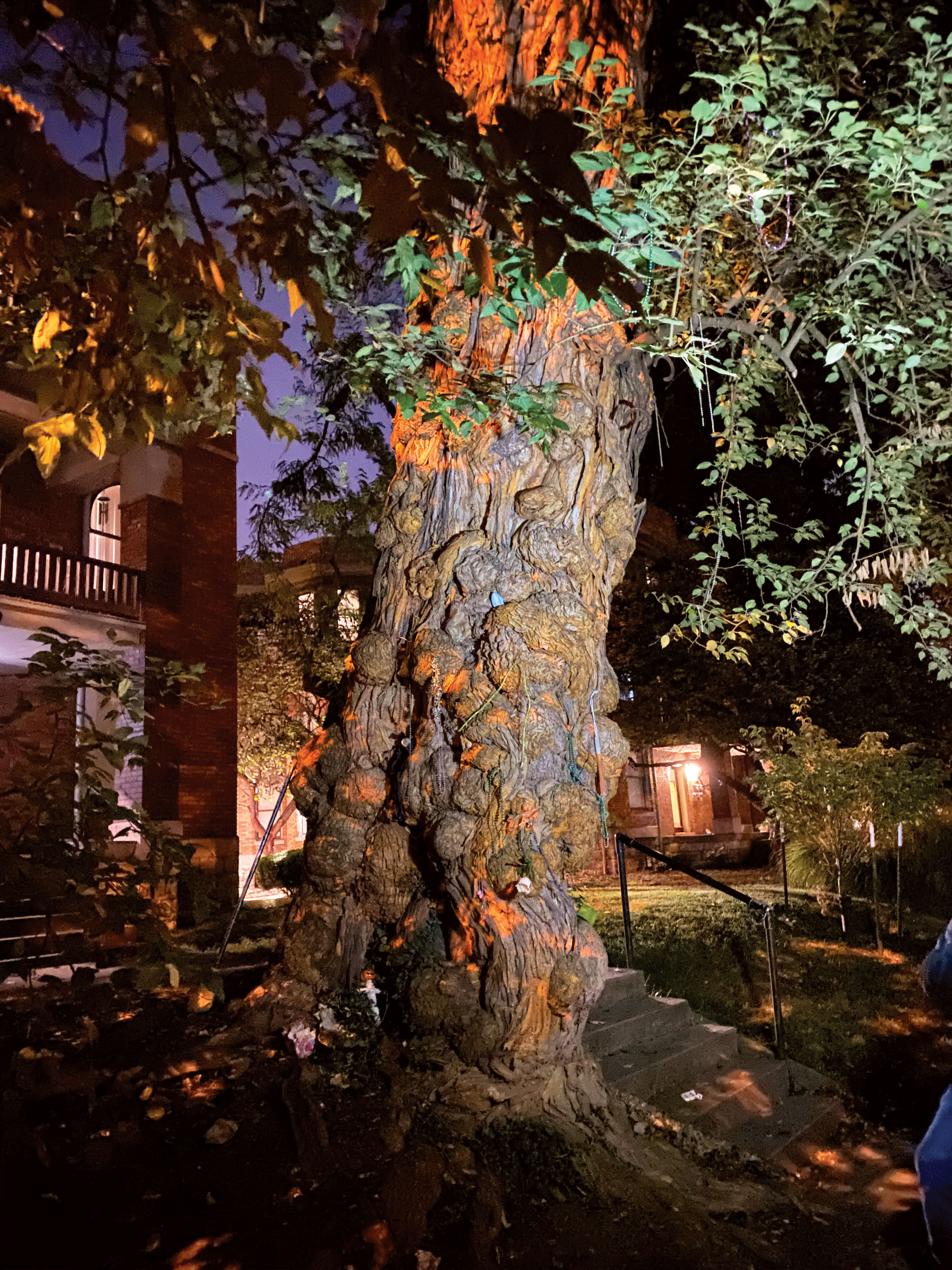 Witches’ Tree in Louisville, Kentucky (photo courtesy of Louisville Historic Tours) Witches’ Tree in Louisville, Kentucky (photo courtesy of Louisville Historic Tours)