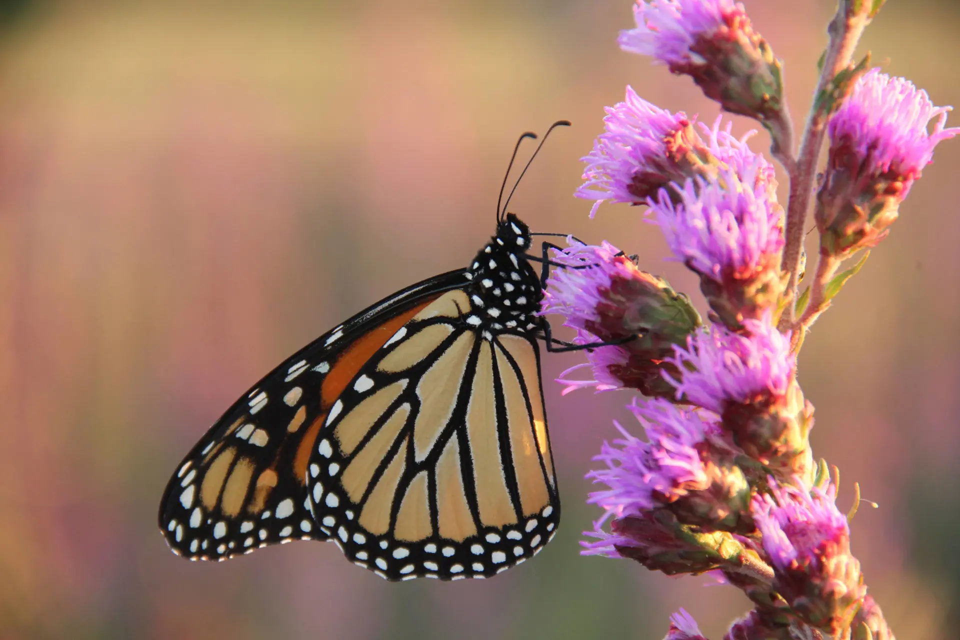 Courtesy Monarch Joint Venture fall migration butterflies northeast ohio