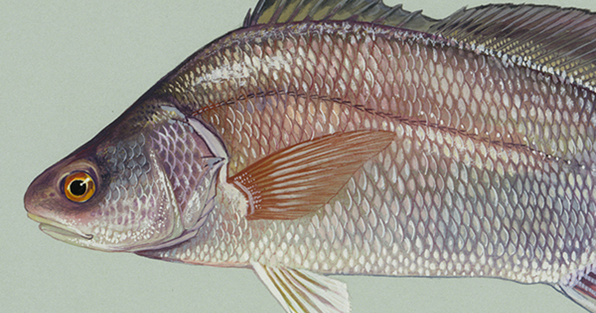 Lake Erie’s Lucky Stones are Actually this Fish’s Ear Bones
