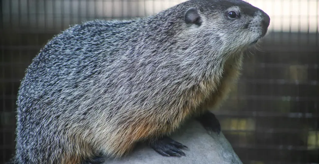 Courtesy Cleveland Museum of Natural History