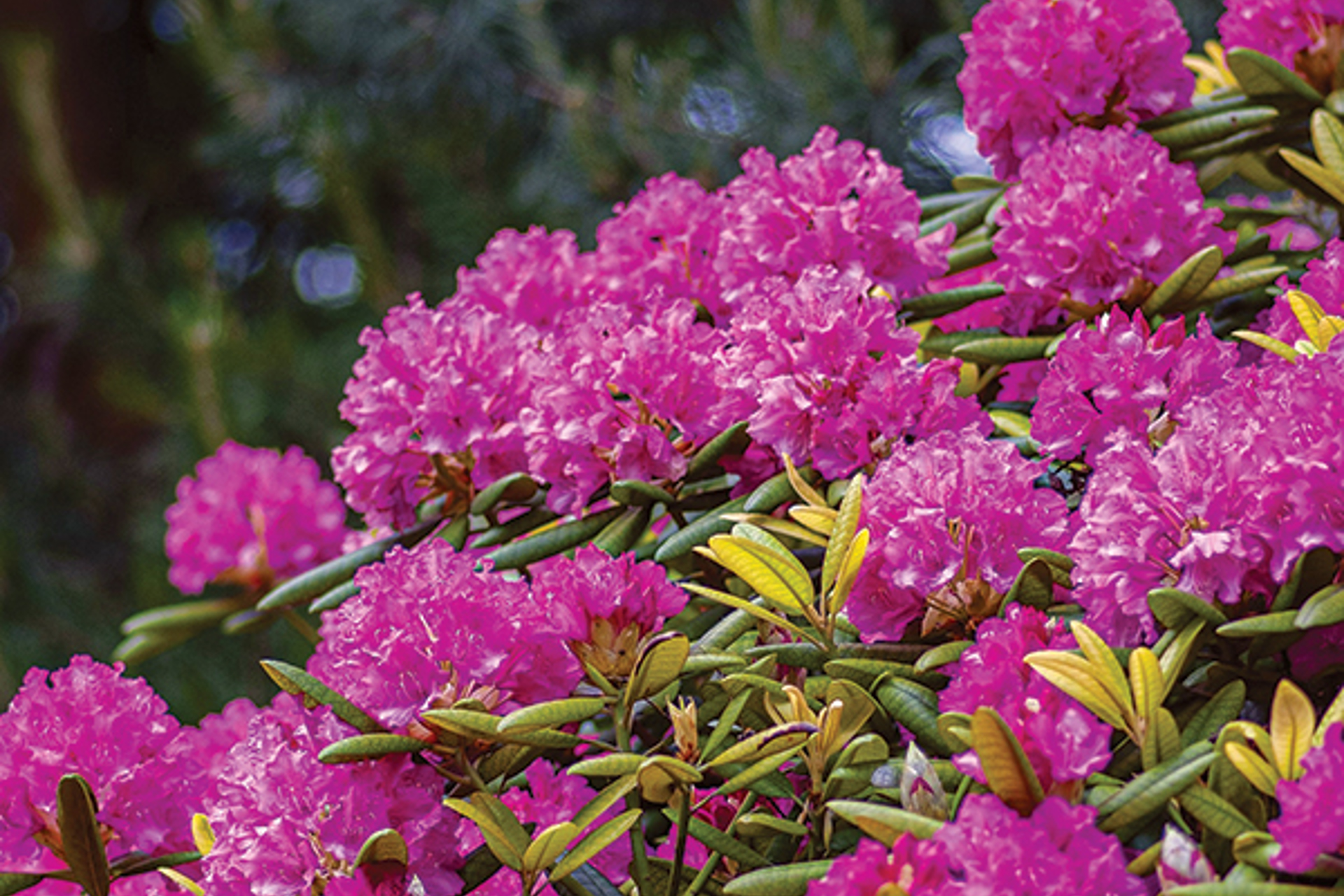 Ohio's Native Rhododendrons Remain Resilient Despite Changing Climate