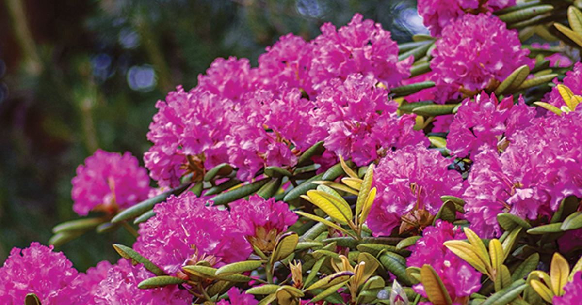 Ohio's Native Rhododendrons Remain Resilient Despite Changing Climate