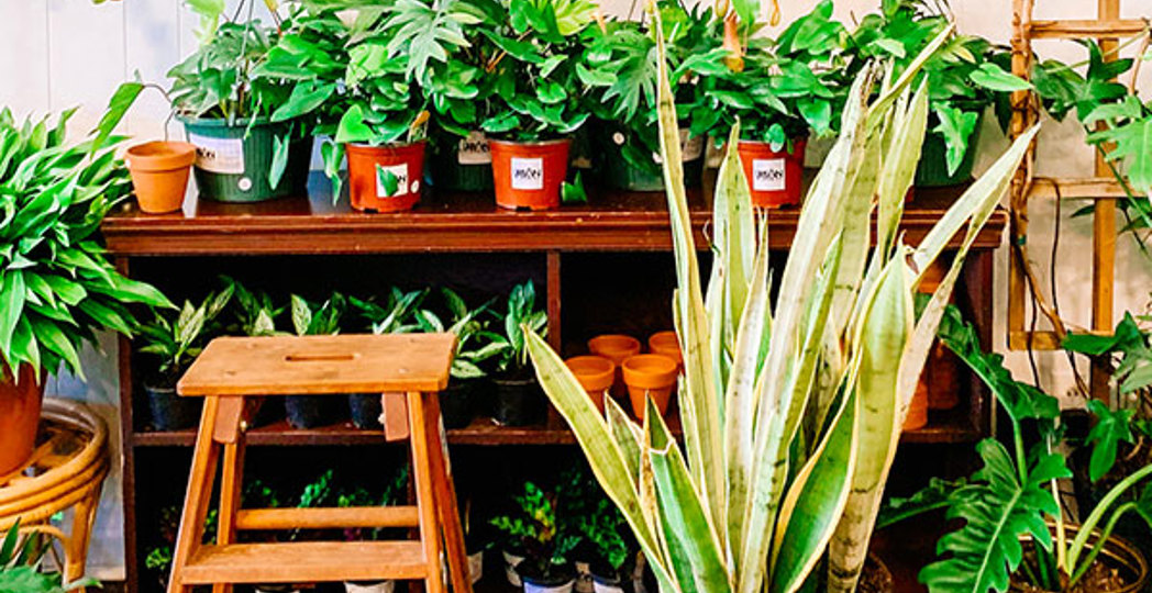 Courtesy Urban Planting Cleveland