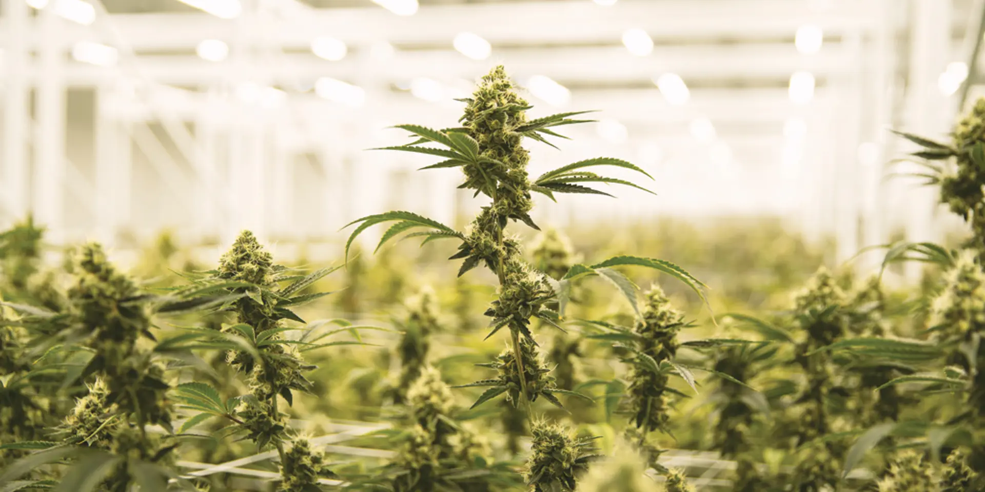 PHOTOGRAPHED BY EVAN PRUNTY