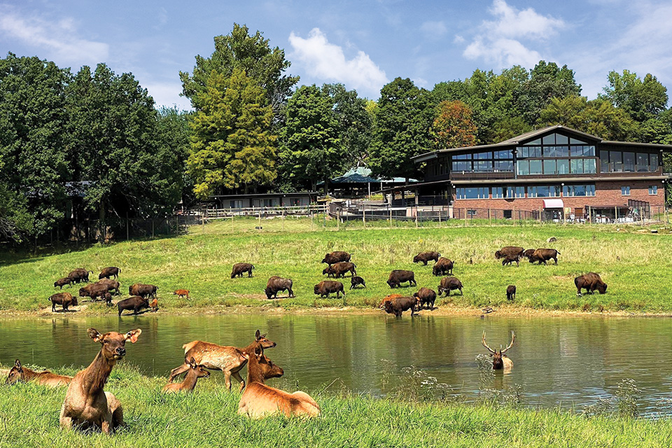 Bison and elk at Wildlife Prairie Park in Hanna City, Illinois (photo by Brielle Kuchinski) Bison and elk at Wildlife Prairie Park in Hanna City, Illinois (photo by Brielle Kuchinski)