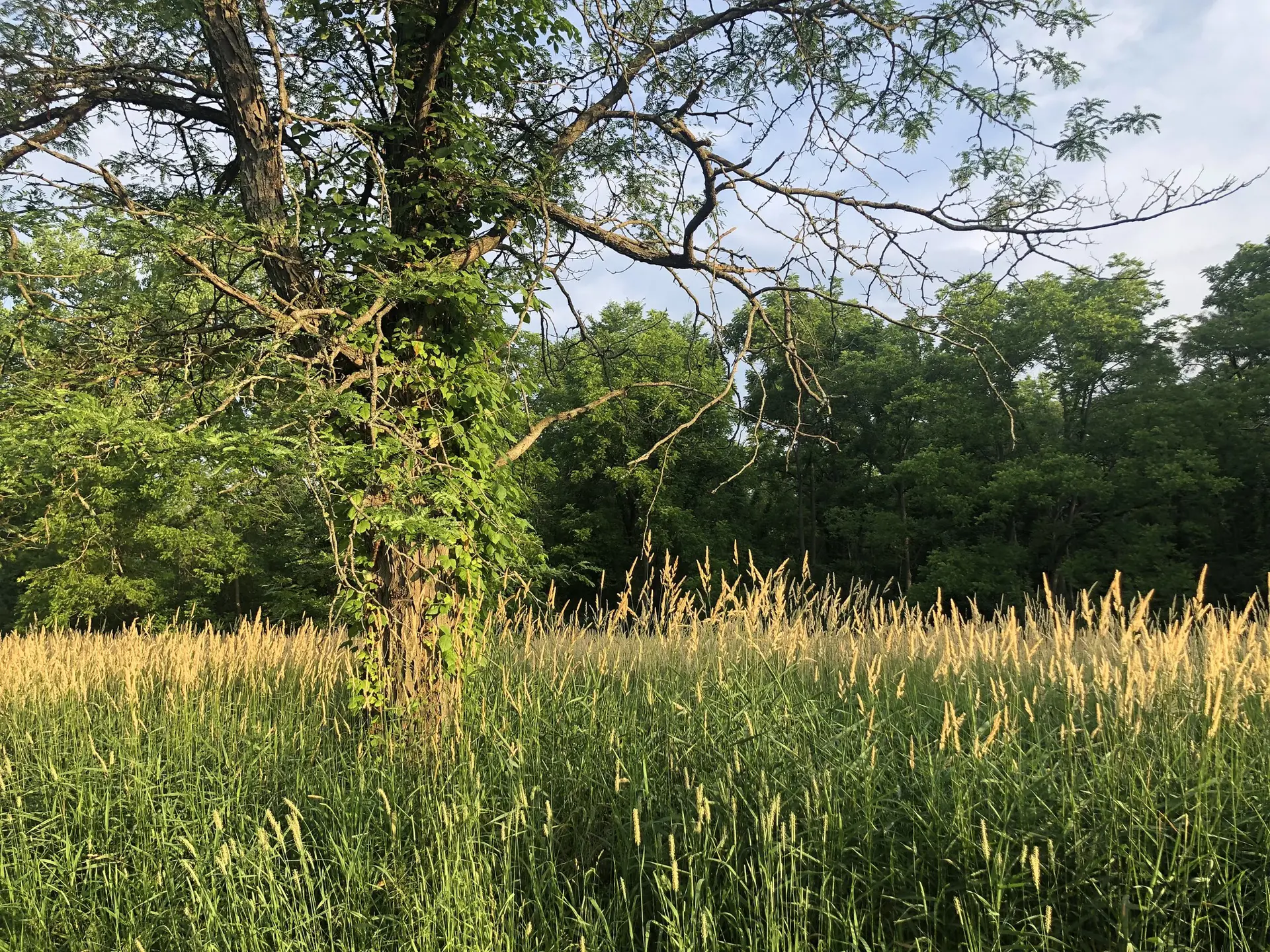 Arboretum plants in Oberlin