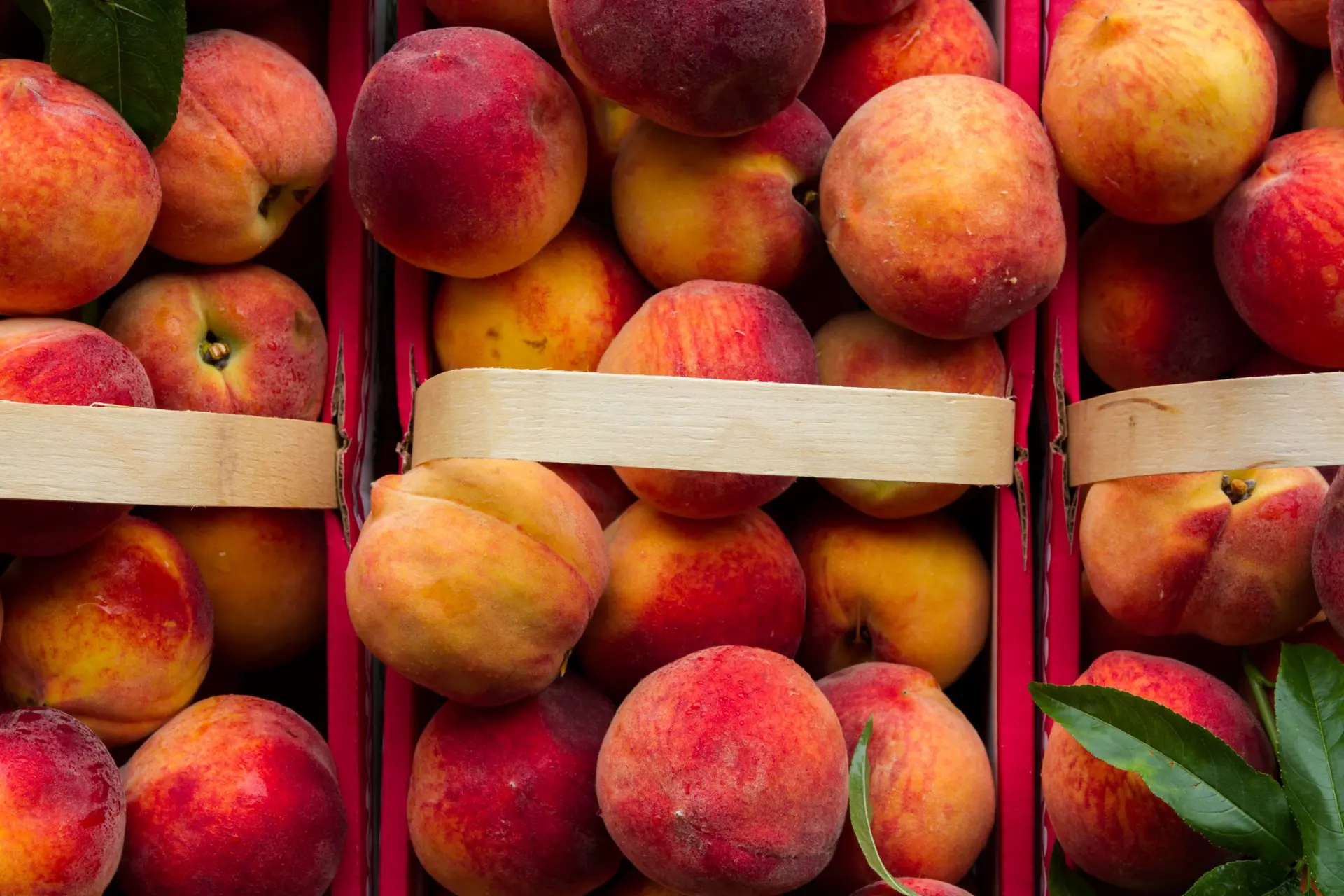 Quarry Hill Fruit Orchard Peach Season 2026