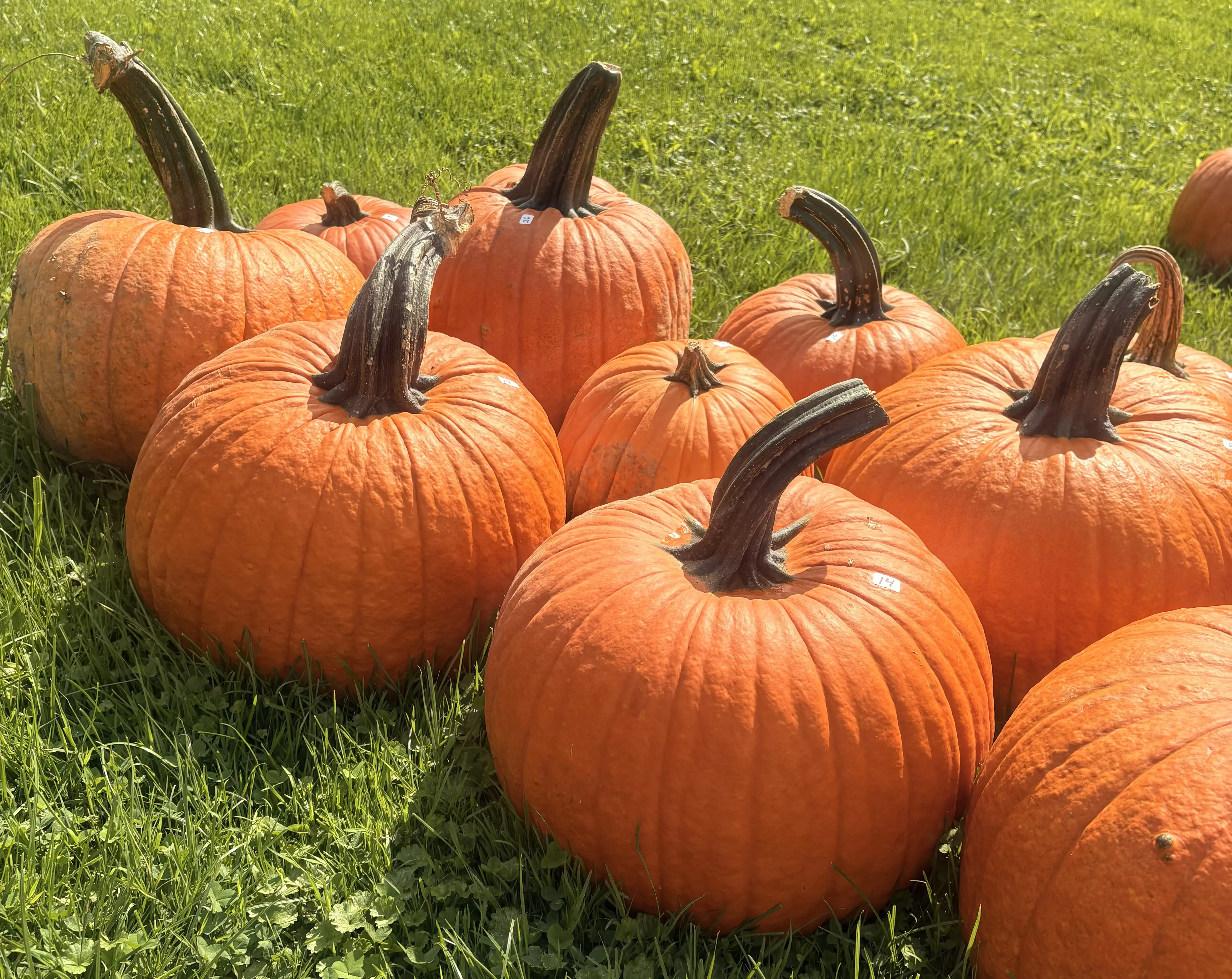 Fall Fun Guide: Things to Do, Events and More for Autumn in Cleveland