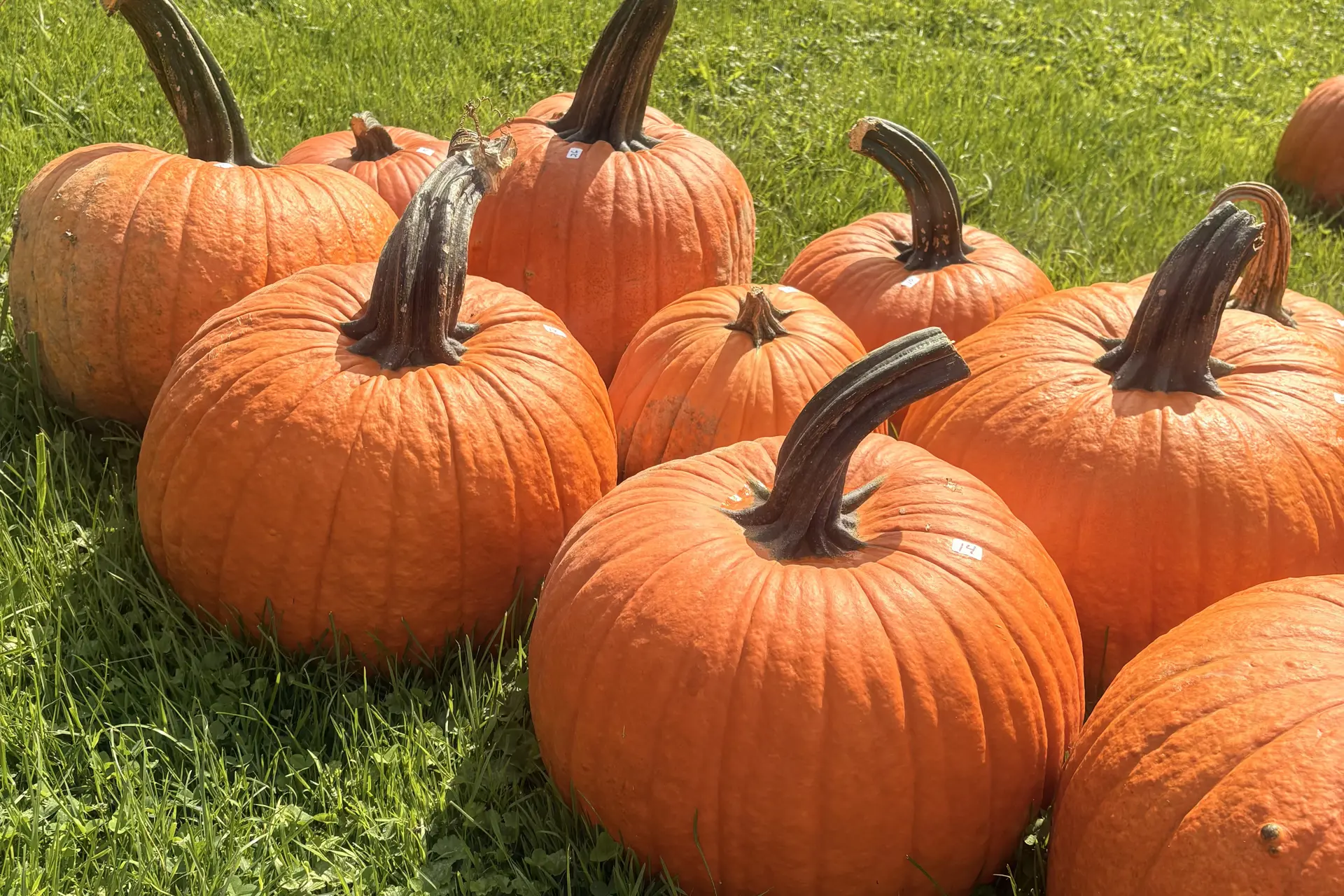 Fall Fun Guide: Things to Do, Events and More for Autumn in Cleveland