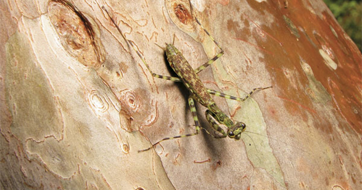 Western Samar Insect Pest Control: Case Western Reserve University Researches Insects ...