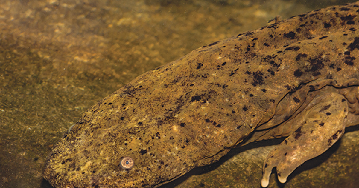 Cave Hellbender Helping the Eastern Hellbender's Habitat