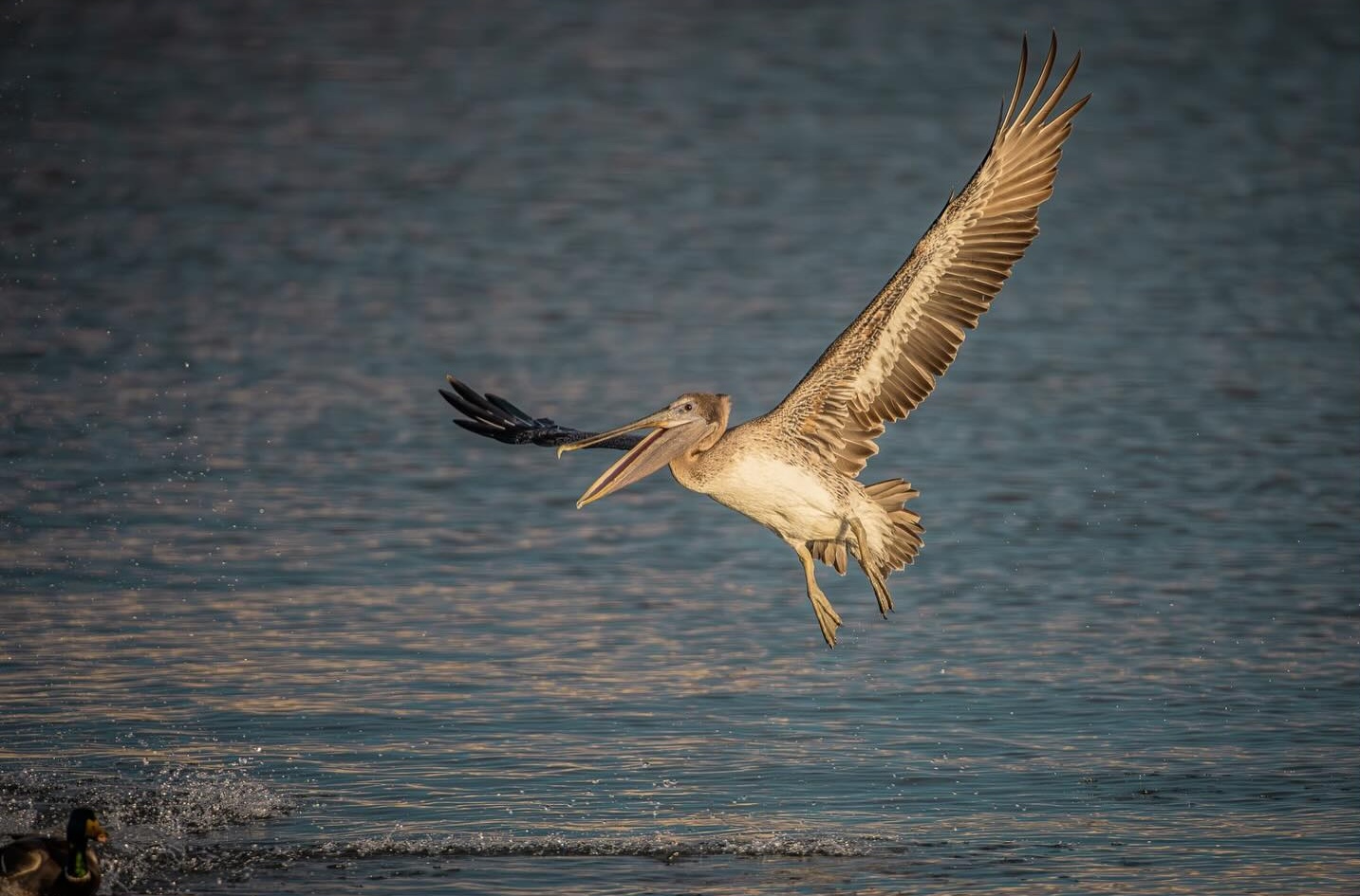 Brown Pelican flying
