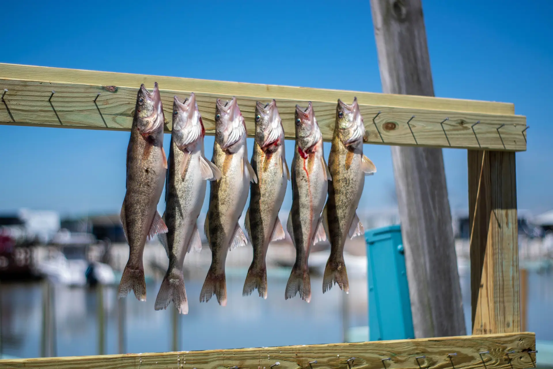 Tariff Uncertainties Put Lake Erie's Walleye Supply in Choppy Water, Cleveland Restaurateurs Say