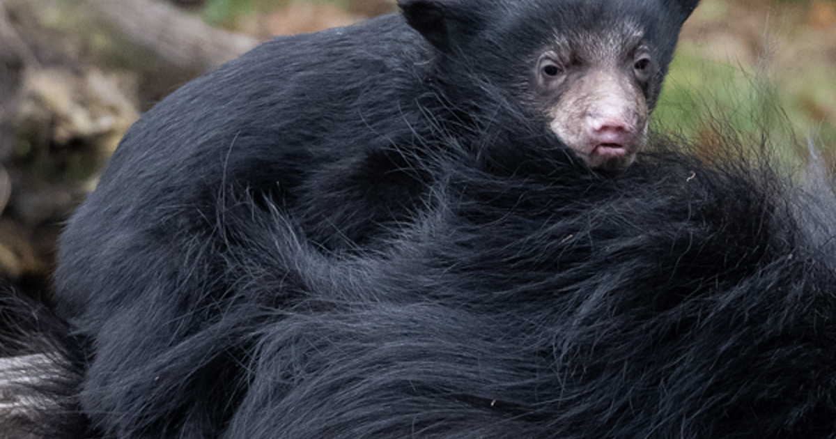 Say Hello To The Newest Zoo Babies