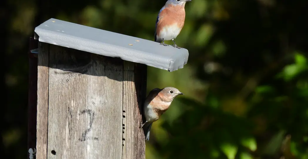 Courtesy Mike Watson