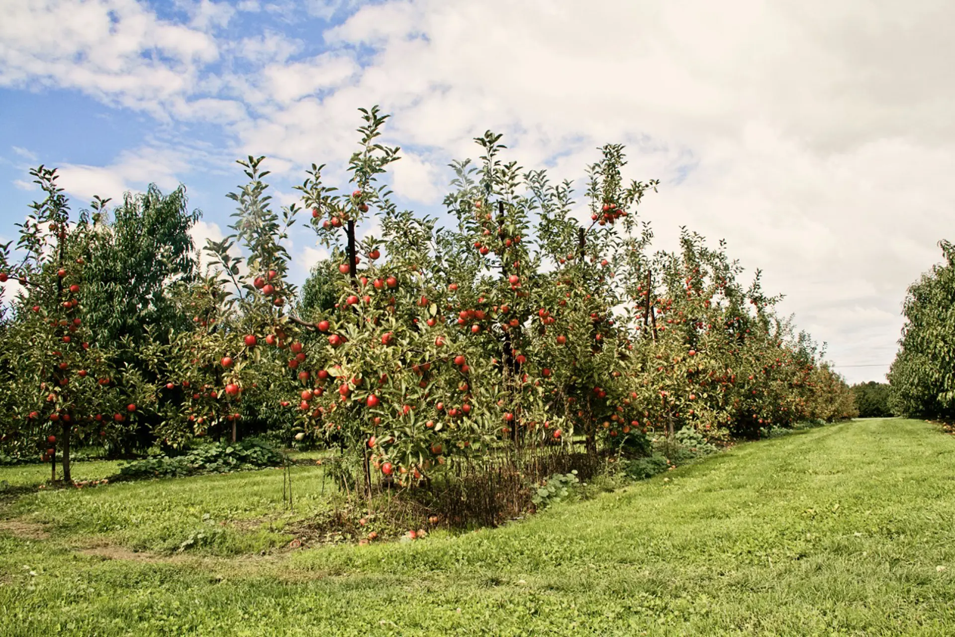 apples peaches cherries fruit northeast ohio fall harvest pumpkin 