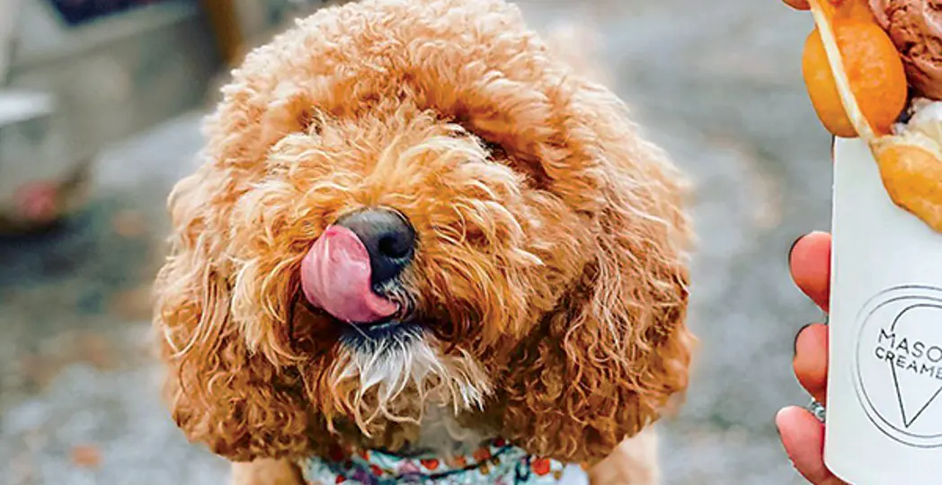 Masons: courtesy IG @luna_the_doodette; Terrestrial: Courtesy Terrestrial Brewing; Nano Brew: courtesy ig @gilsoncj