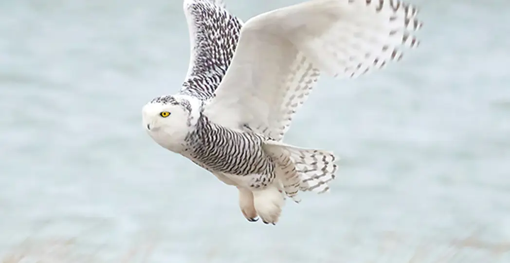 Courtesy Alex Eisengart