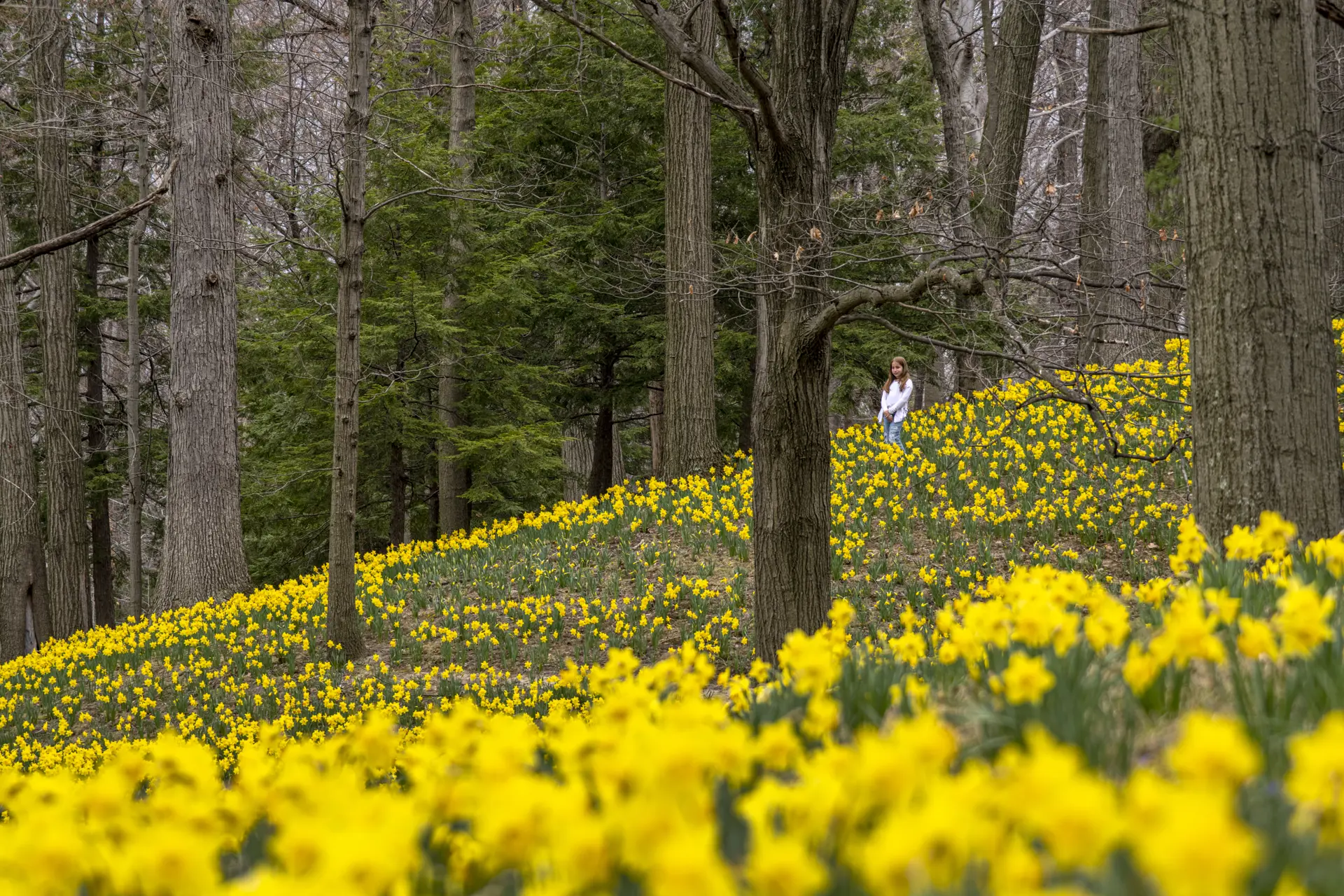 Lake View Cemetery Daffodil Hill  