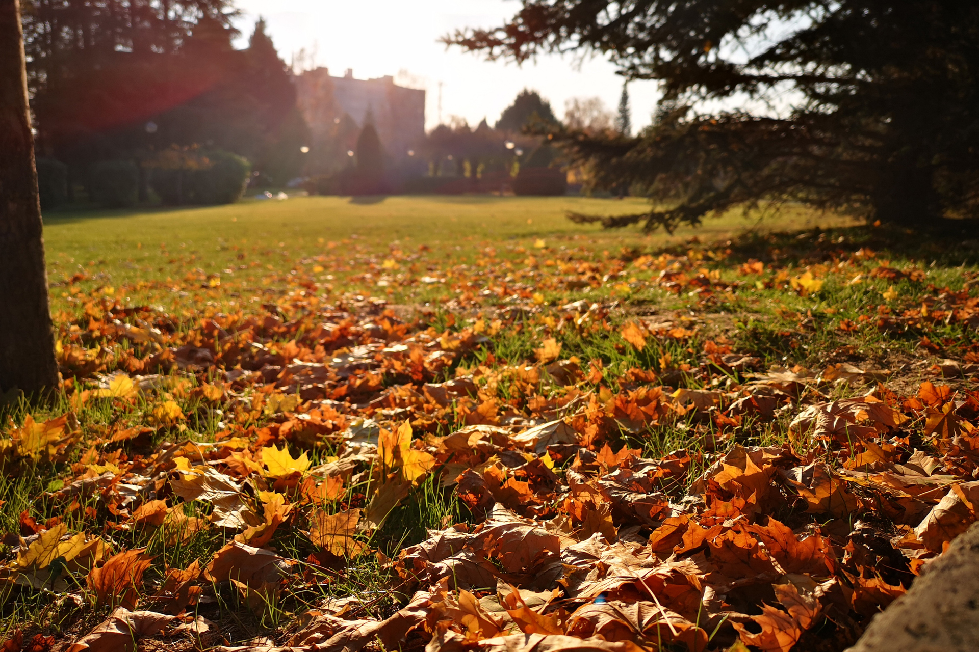 Across Northeast Ohio, Let the Leaves Do the Heavy Lifting This Fall
