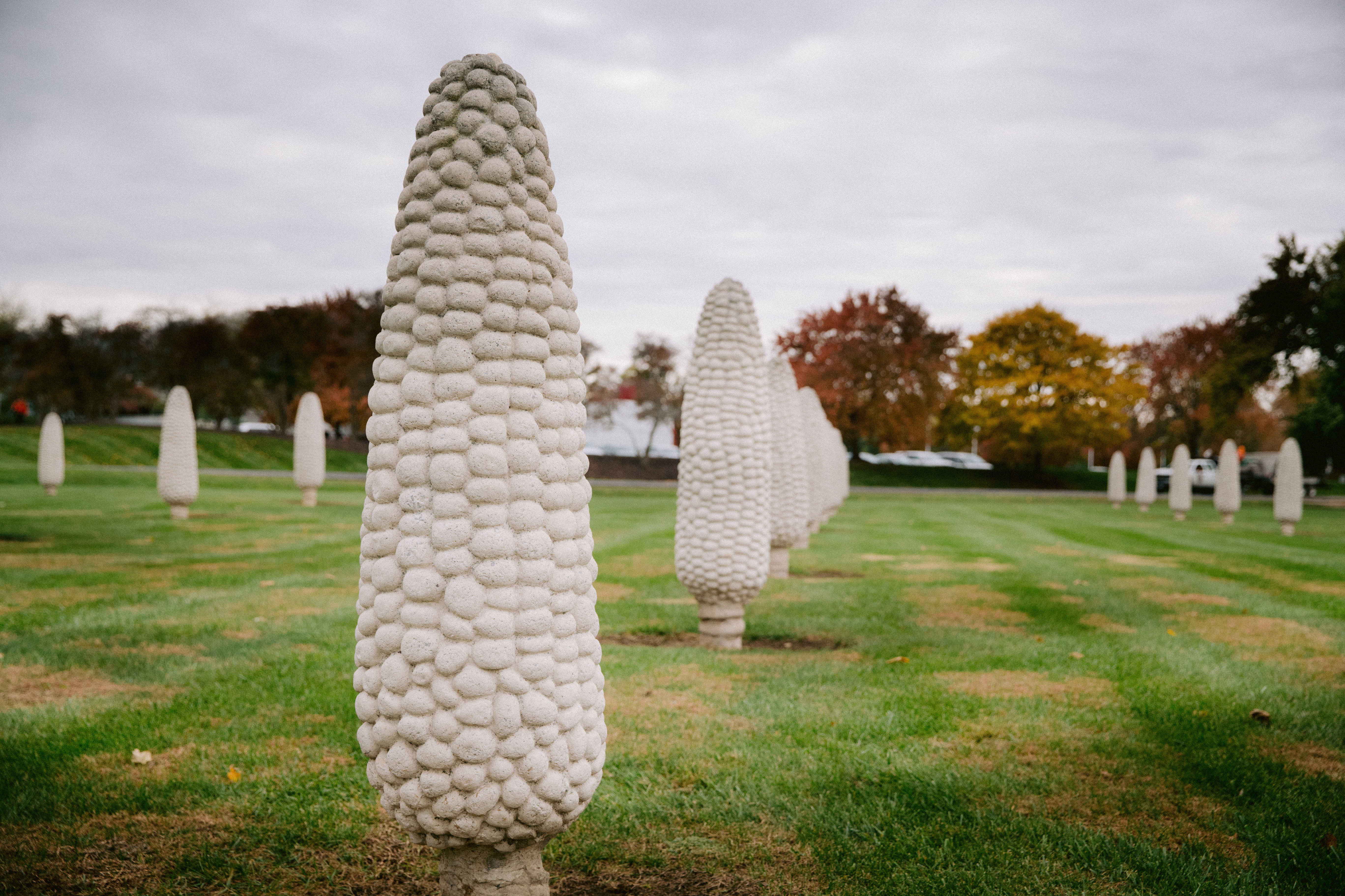 Field of Corn