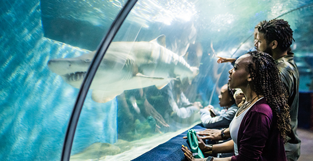 Courtesy Greater Cleveland Aquarium