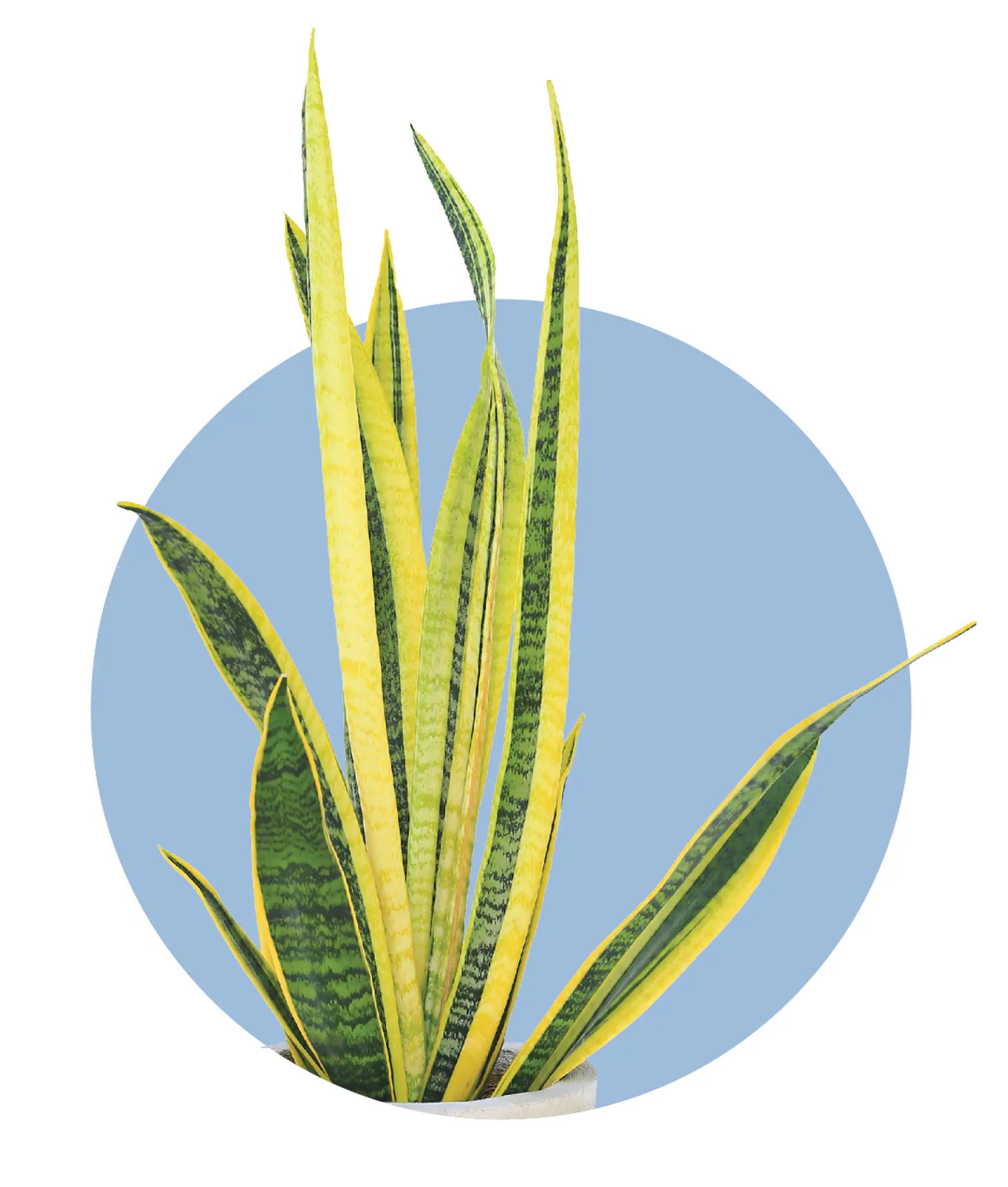 Snake Plant. | COURTESY ISTOCK