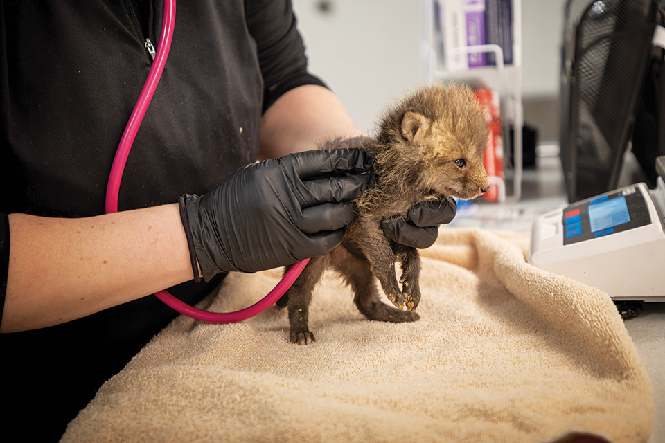 DuPage Wildlife Conservation Center in Glen Ellyn, Illinois (photo courtesy of DuPage Wildlife Conservation Center))