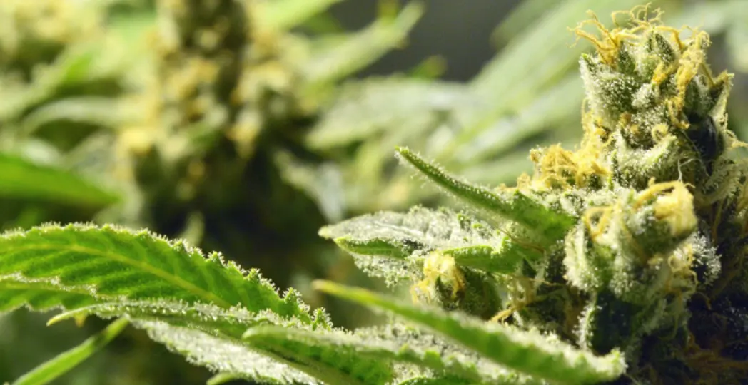 Courtesy Don Goofy, Flickr user