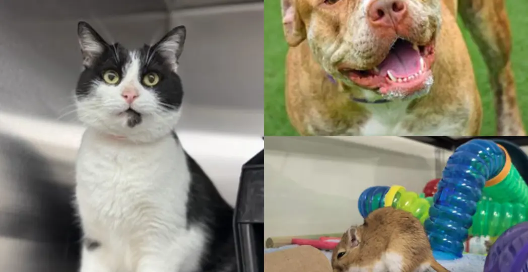 Courtesy Cleveland Animal Protective League