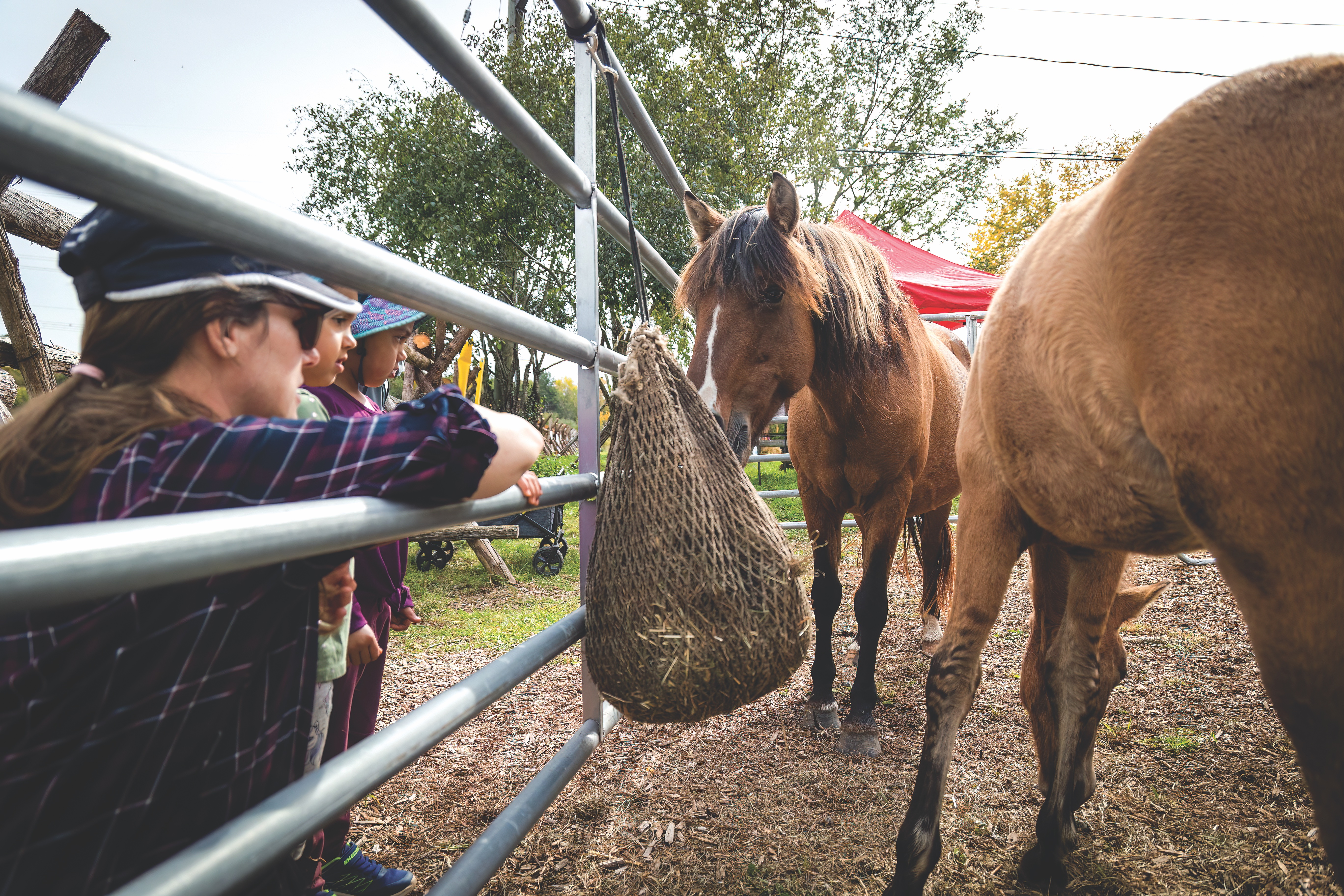 Ojibwe Spirit Horses at Madahoki Farm in Nepean, Ontario (photo courtesy of Madahoki Farm) Ojibwe Spirit Horses at Madahoki Farm in Nepean, Ontario (photo courtesy of Madahoki Farm)