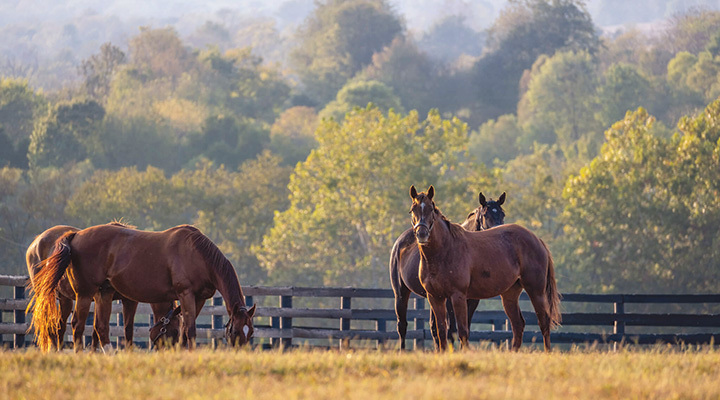 Horses at horse farm along Old Frankfort Pike in Lexington, Kentucky (photo courtesy of Kentucky Tourism)