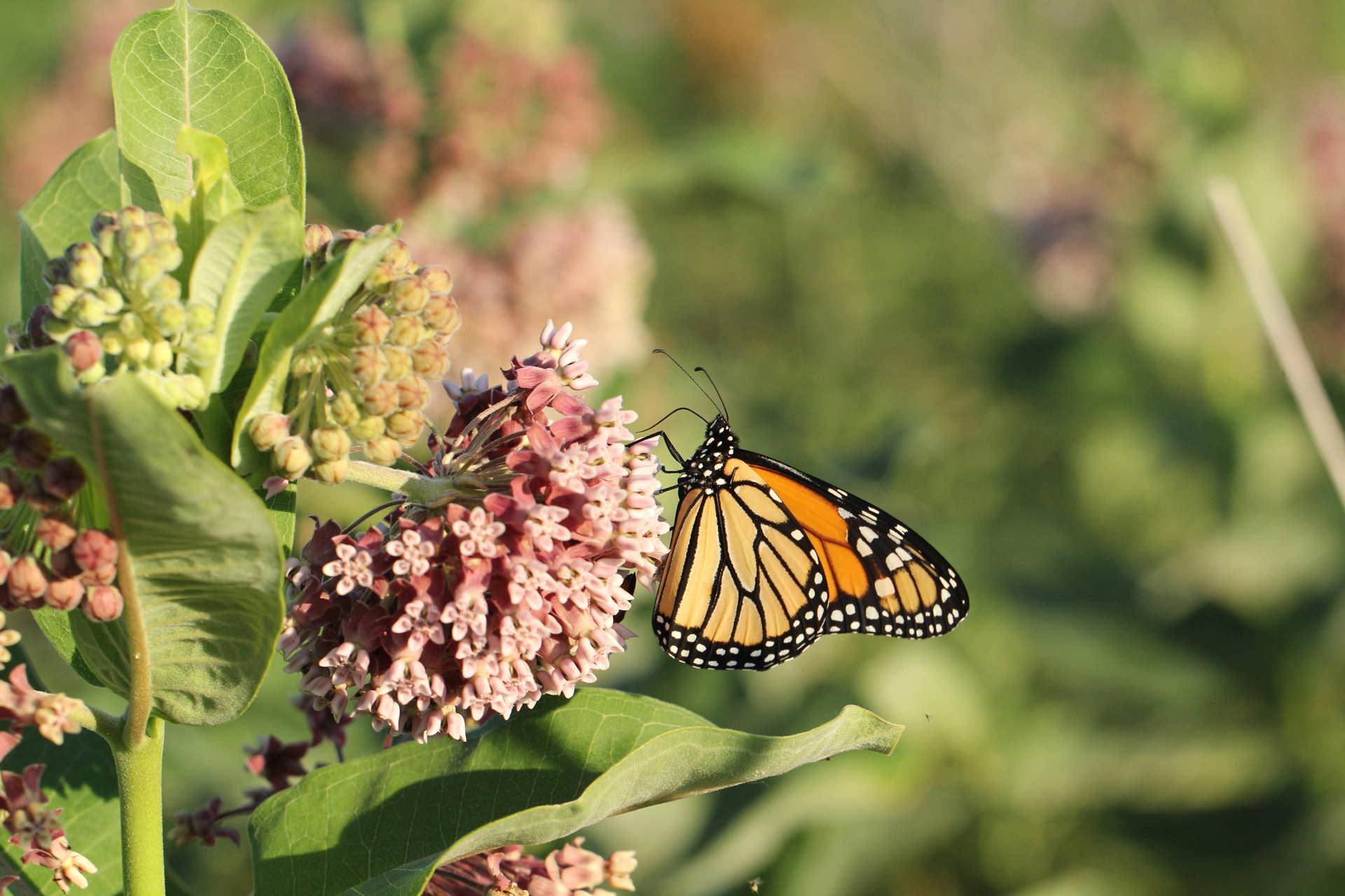 Where To See Fall Migration in Northeast Ohio This Season