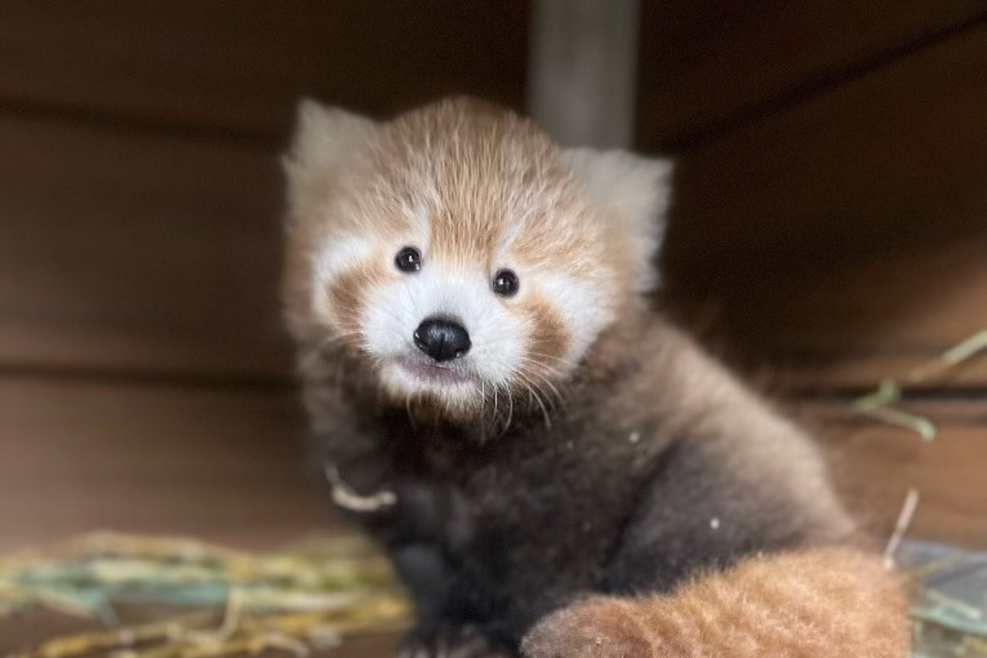 The Cleveland Metroparks Zoo had a “Baby Boom” in 2025