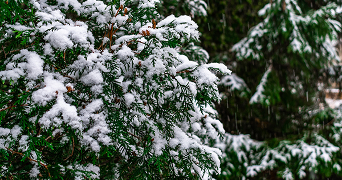 Spruce Up Your Evergreens