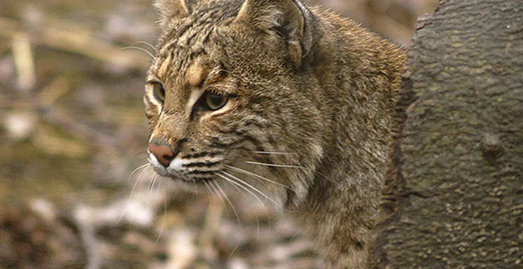 Courtesy Ohio Department of Natural Resources