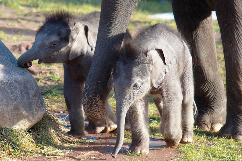 Twin baby elephants at the Rosamond Gifford Zoo in Syracuse, New York (photo courtesy of Rosamond Gifford Zoo) Twin baby elephants at the Rosamond Gifford Zoo in Syracuse, New York (photo courtesy of Rosamond Gifford Zoo)