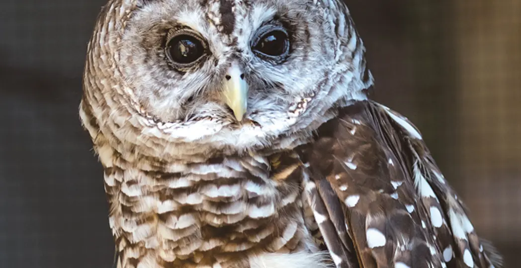 Kyle Lanzer, Cleveland Metroparks