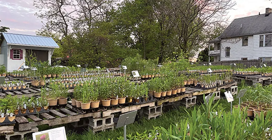 Courtesy Meadow City Native Plant Nursery, Courtesy Avonlea Garden & Inn