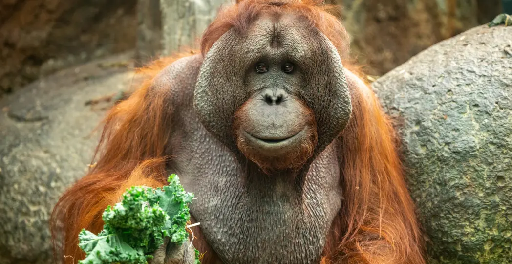 Photo courtesy Cleveland Metroparks Zoo