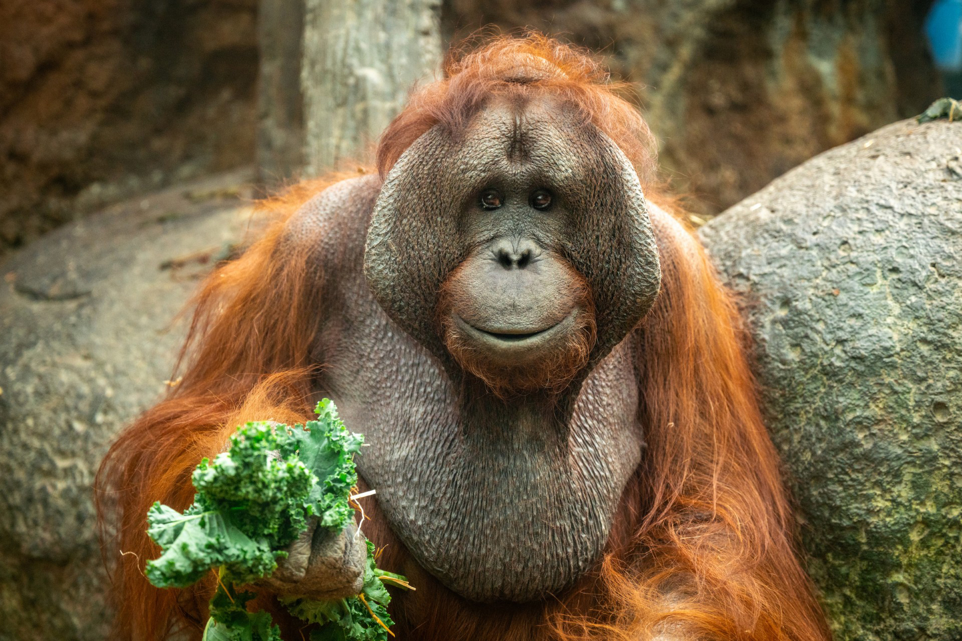 The Primate Forest is a Centerpiece of the Cleveland Metroparks Zoo’s Longtime Transformation